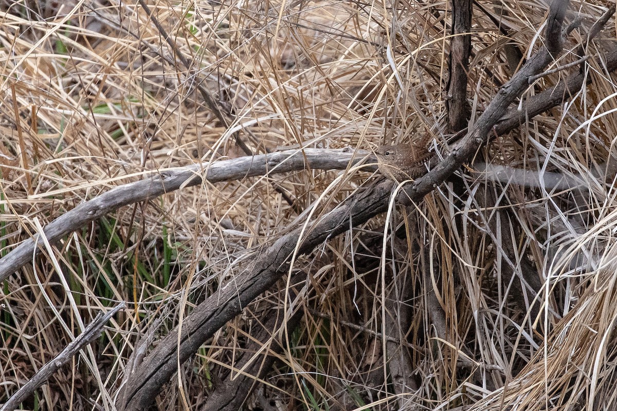 Winter Wren - ML148345651