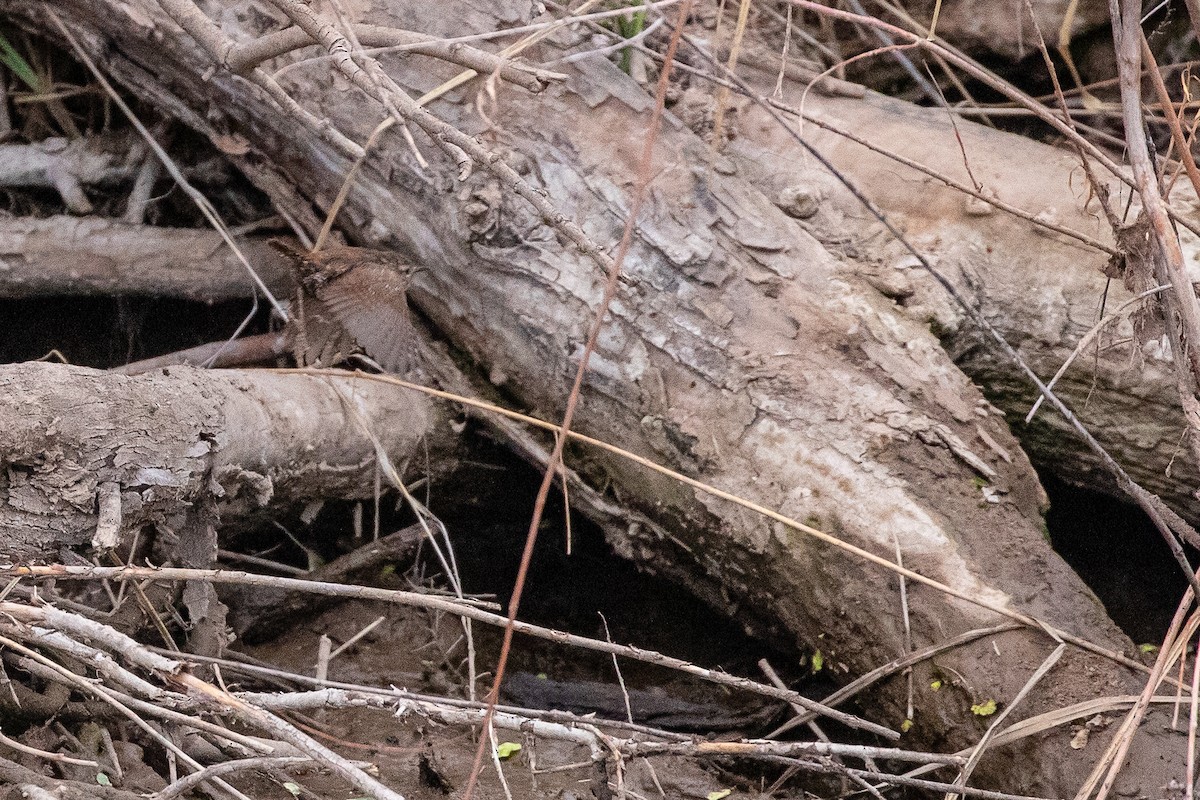 Winter Wren - Anonymous