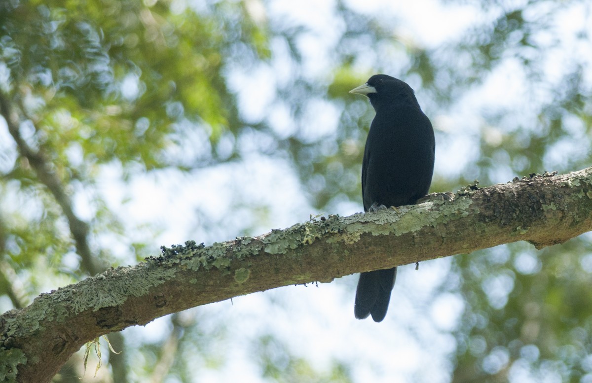 Solitary Black Cacique - ML148346121