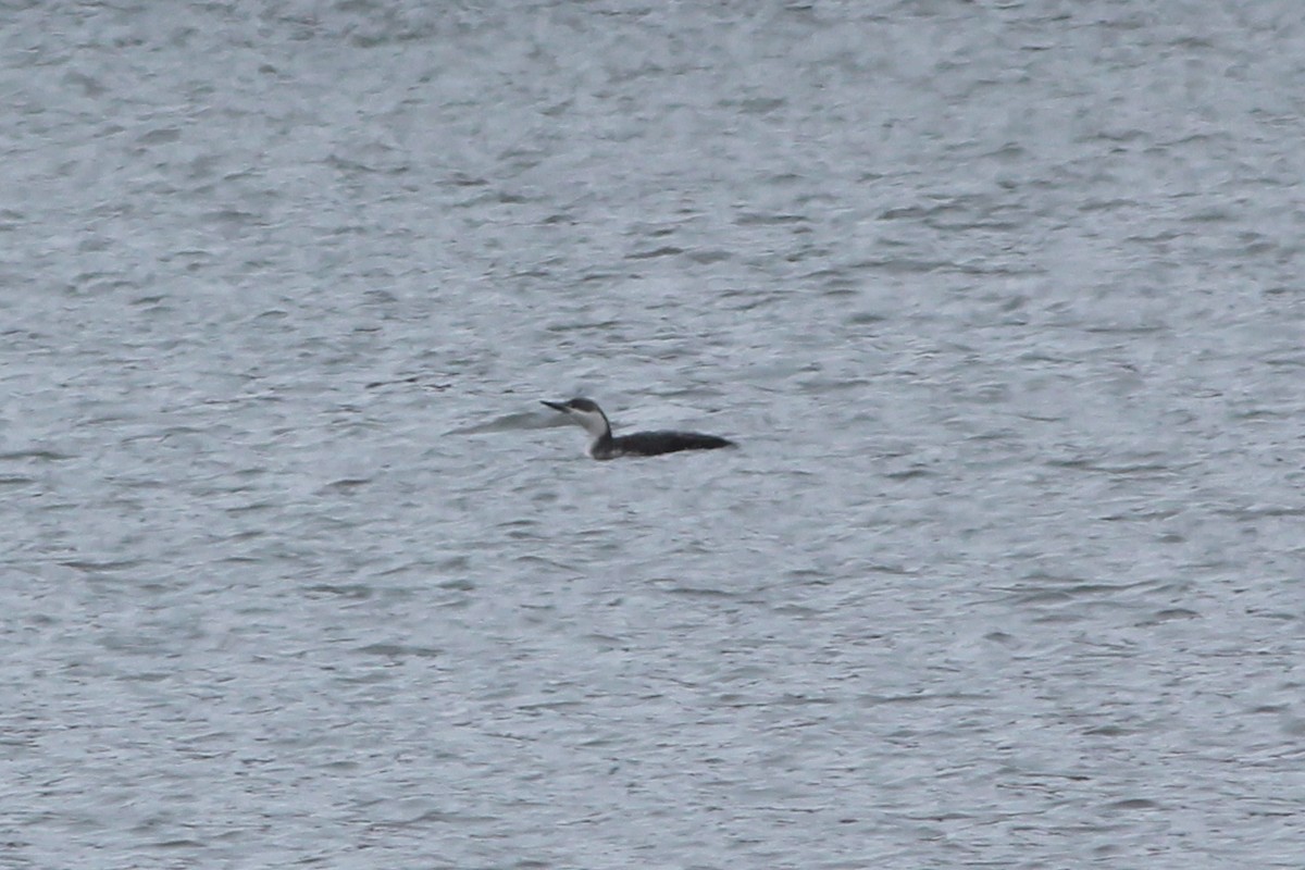 Red-throated Loon - ML148346321