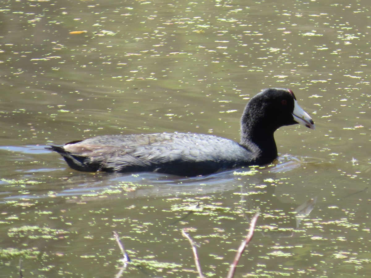 American Coot - Gayle Dangers-Meusel