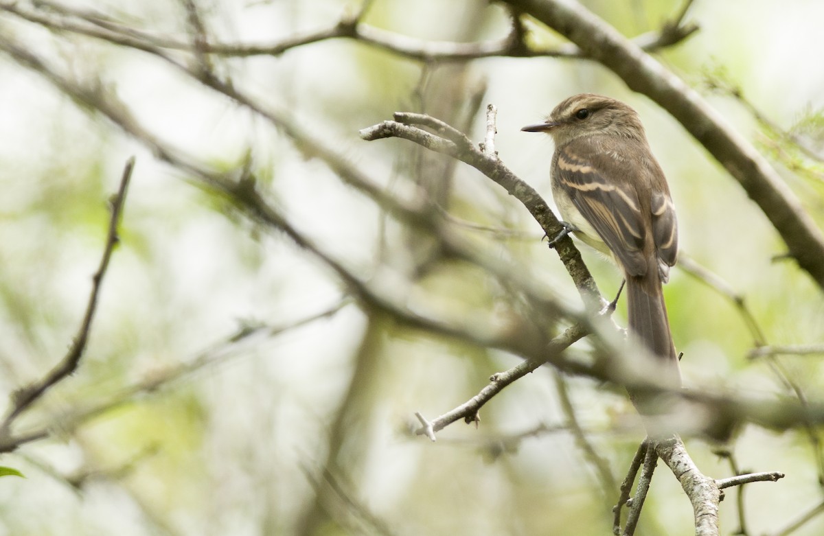 Fuscous Flycatcher - ML148347321