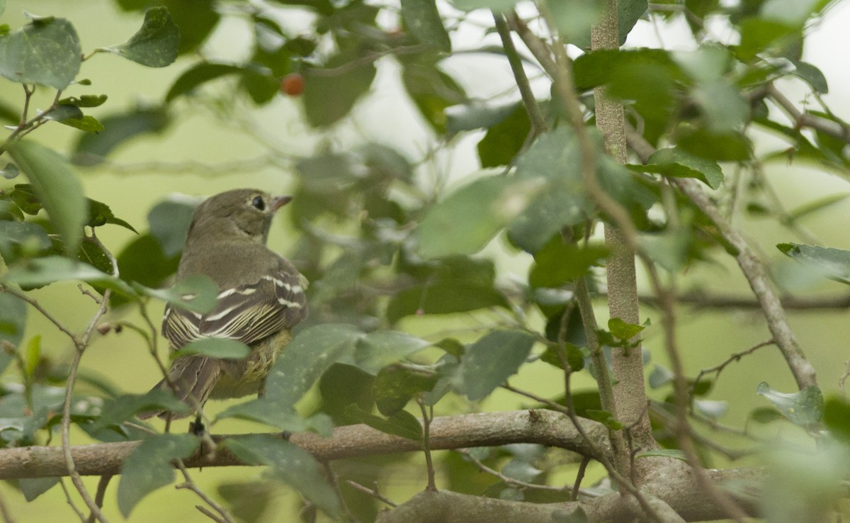 Small-billed Elaenia - ML148347371