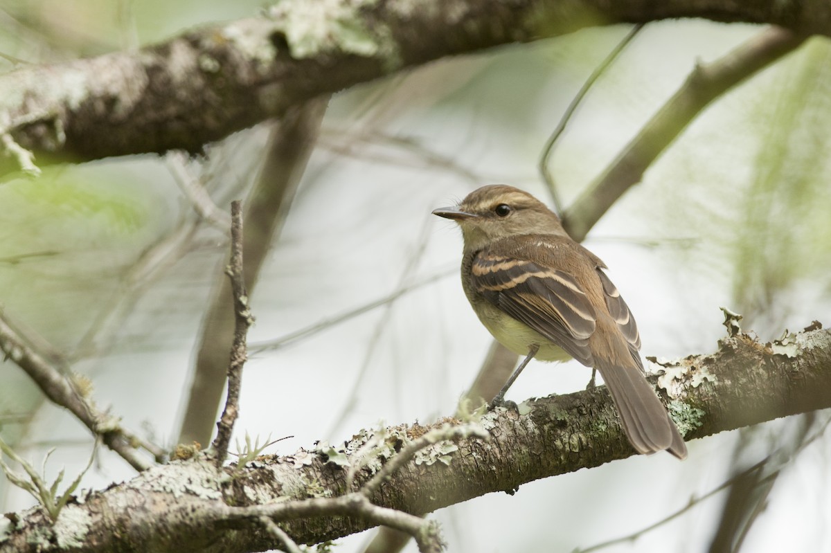 Fuscous Flycatcher - ML148347521