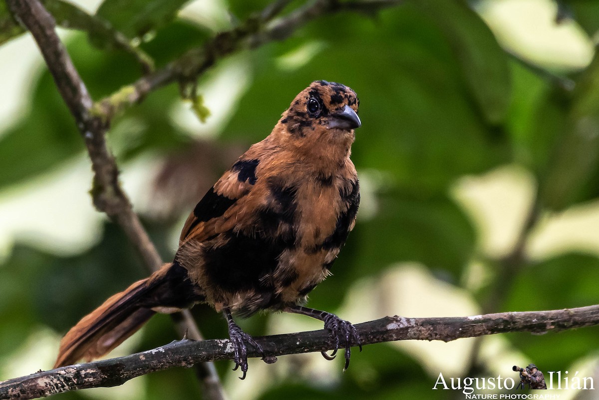 White-lined Tanager - ML148349921