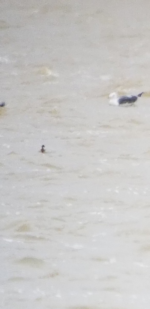 Lesser Black-backed Gull - ML148350071