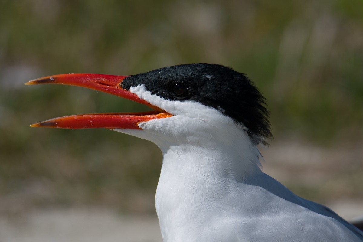 Caspian Tern - Etienne Pracht