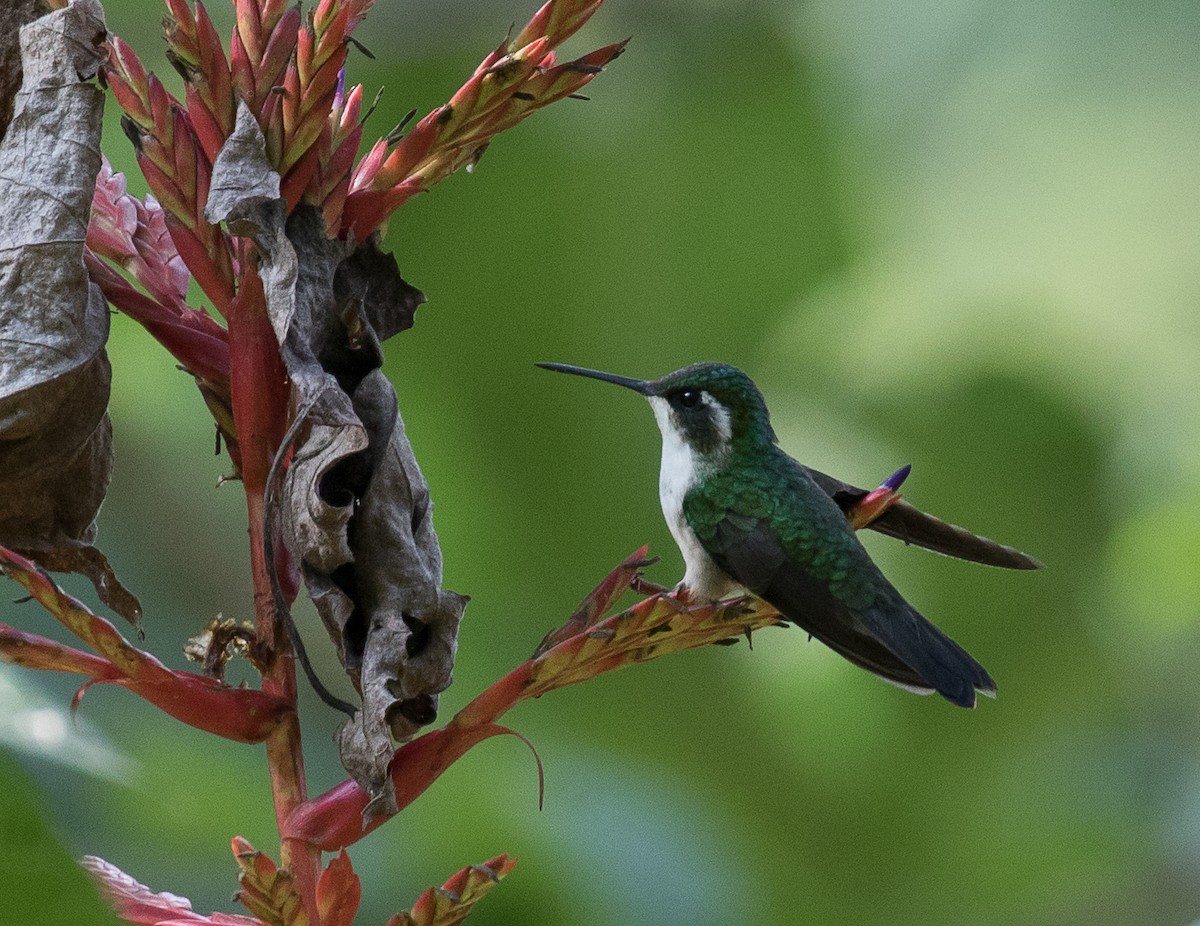 Green-throated Mountain-gem - ML148350711