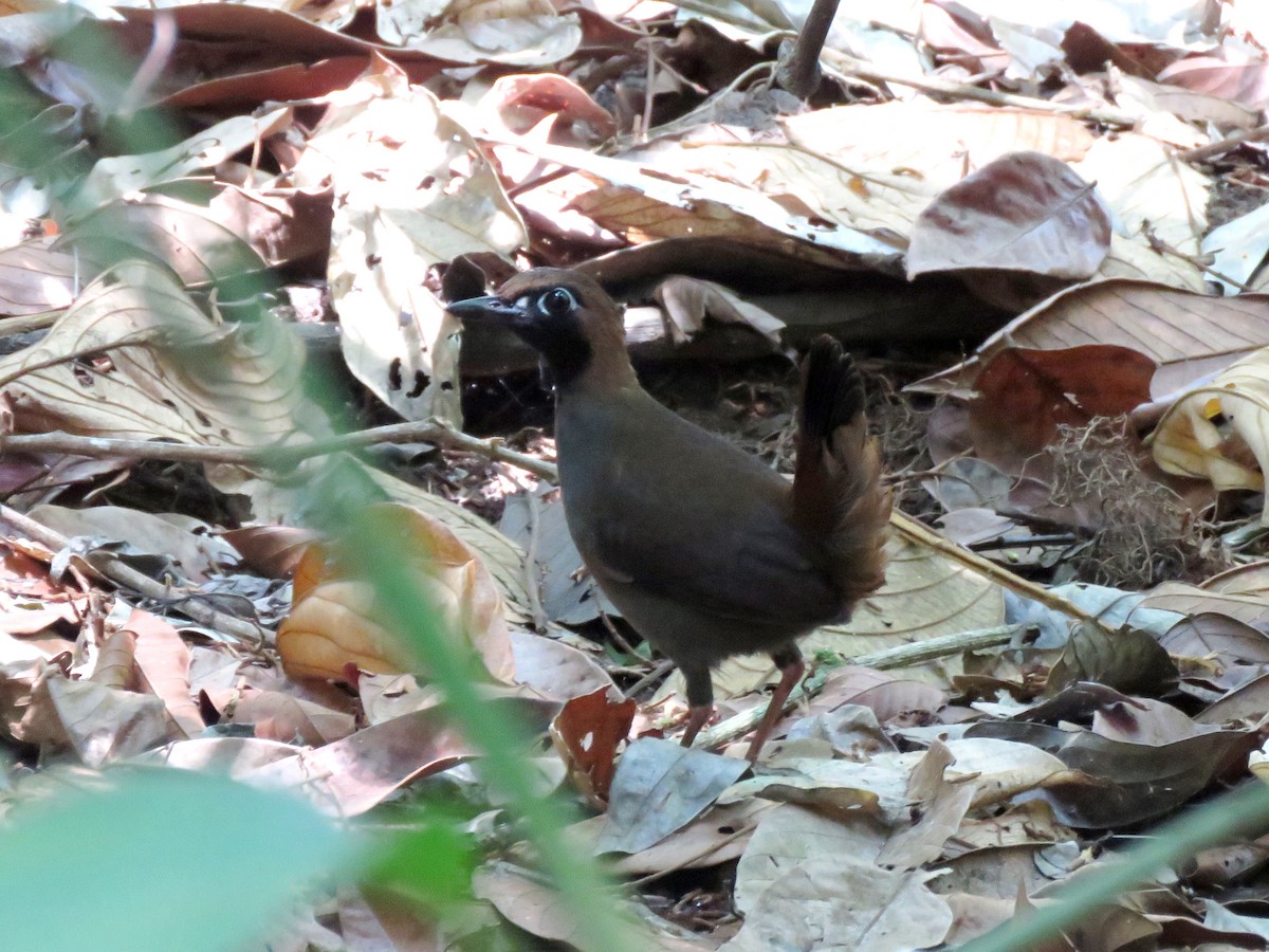 Black-faced Antthrush - Joshua Emm