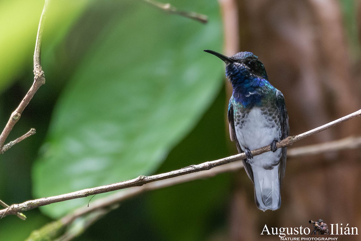 White-necked Jacobin - ML148353791