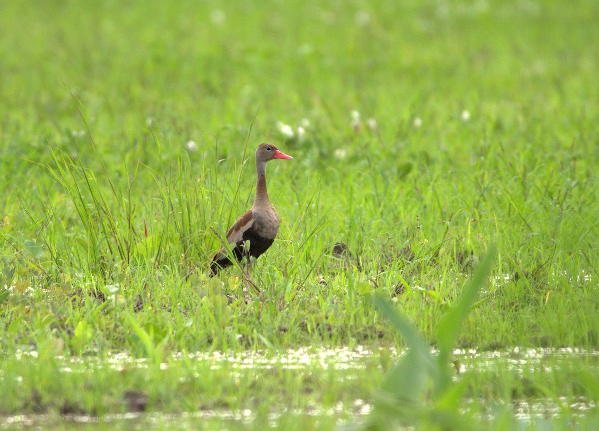 Black-bellied Whistling-Duck - ML148355241