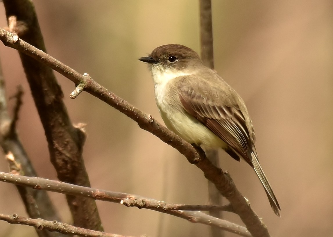 Eastern Phoebe - Don Carbaugh