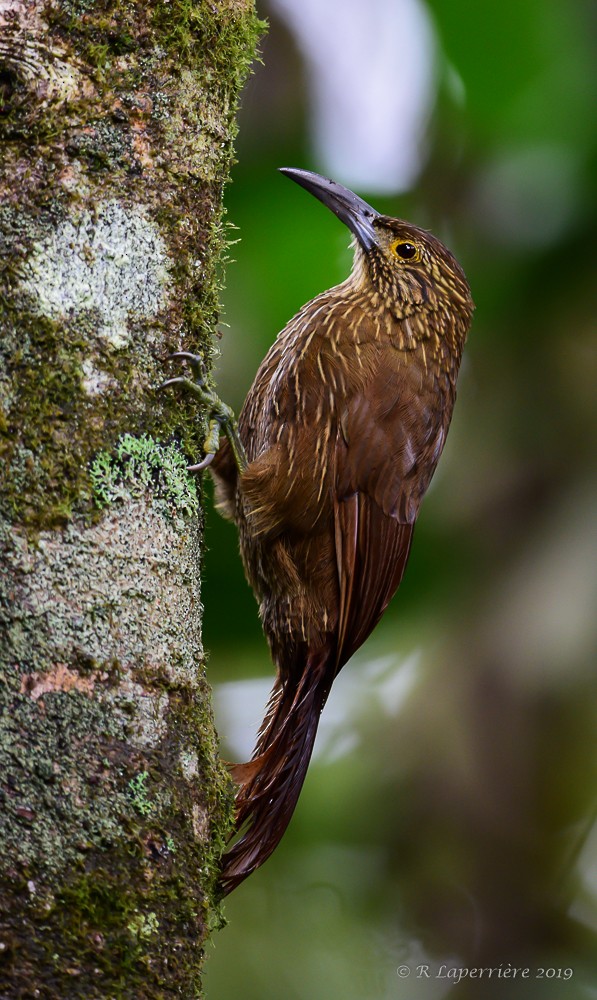 Strong-billed Woodcreeper - René Laperrière