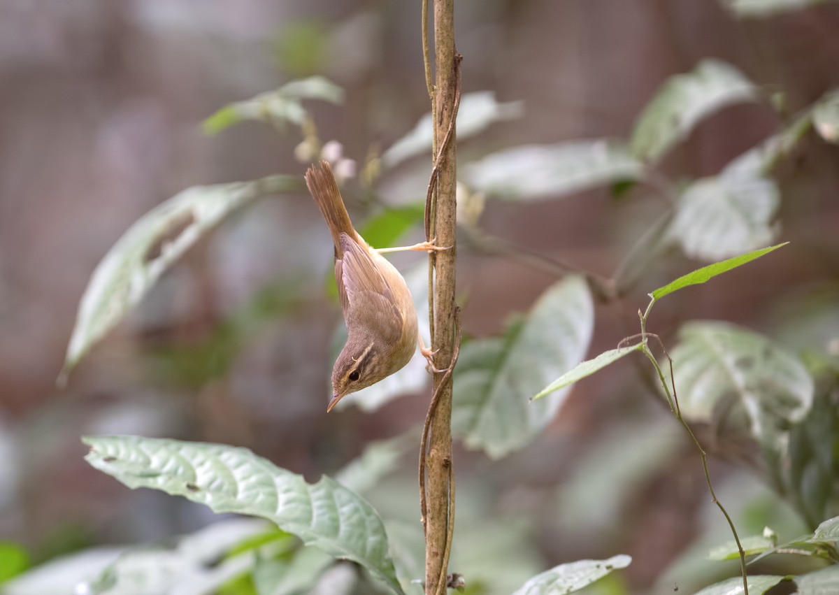 Dusky Warbler - ML148357971