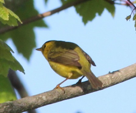 Mönchswaldsänger - ML148360621