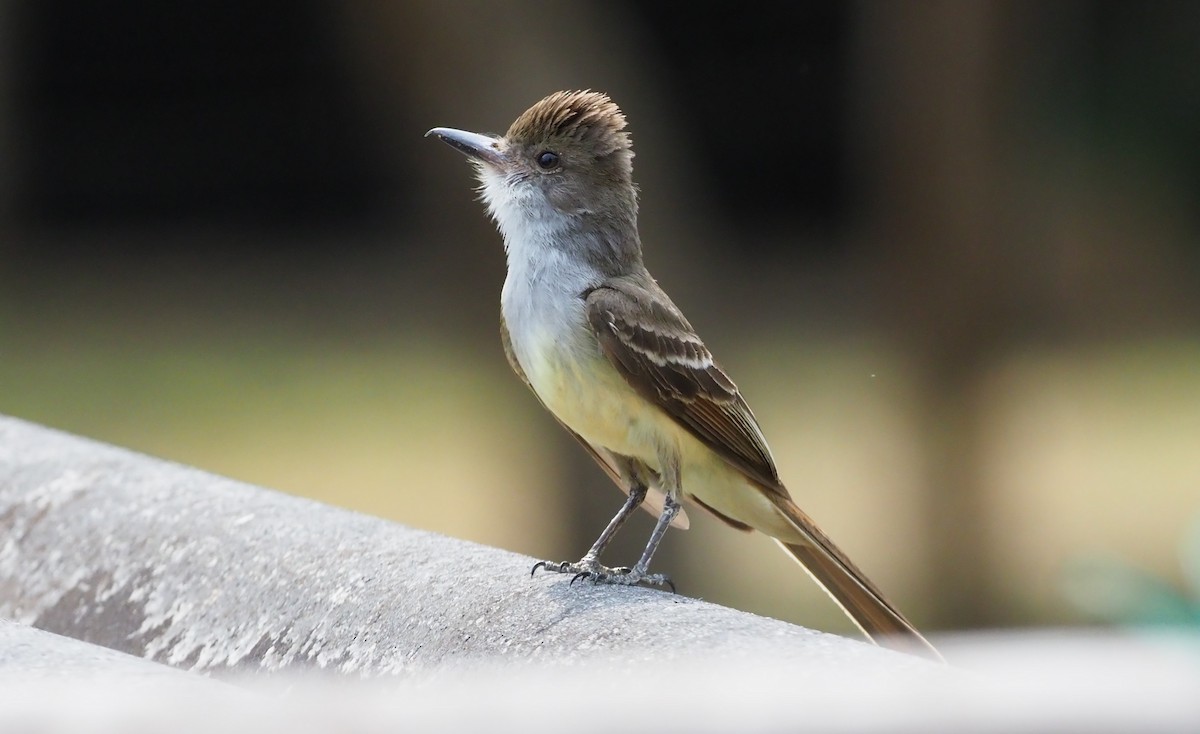 Brown-crested Flycatcher - Stephan Lorenz