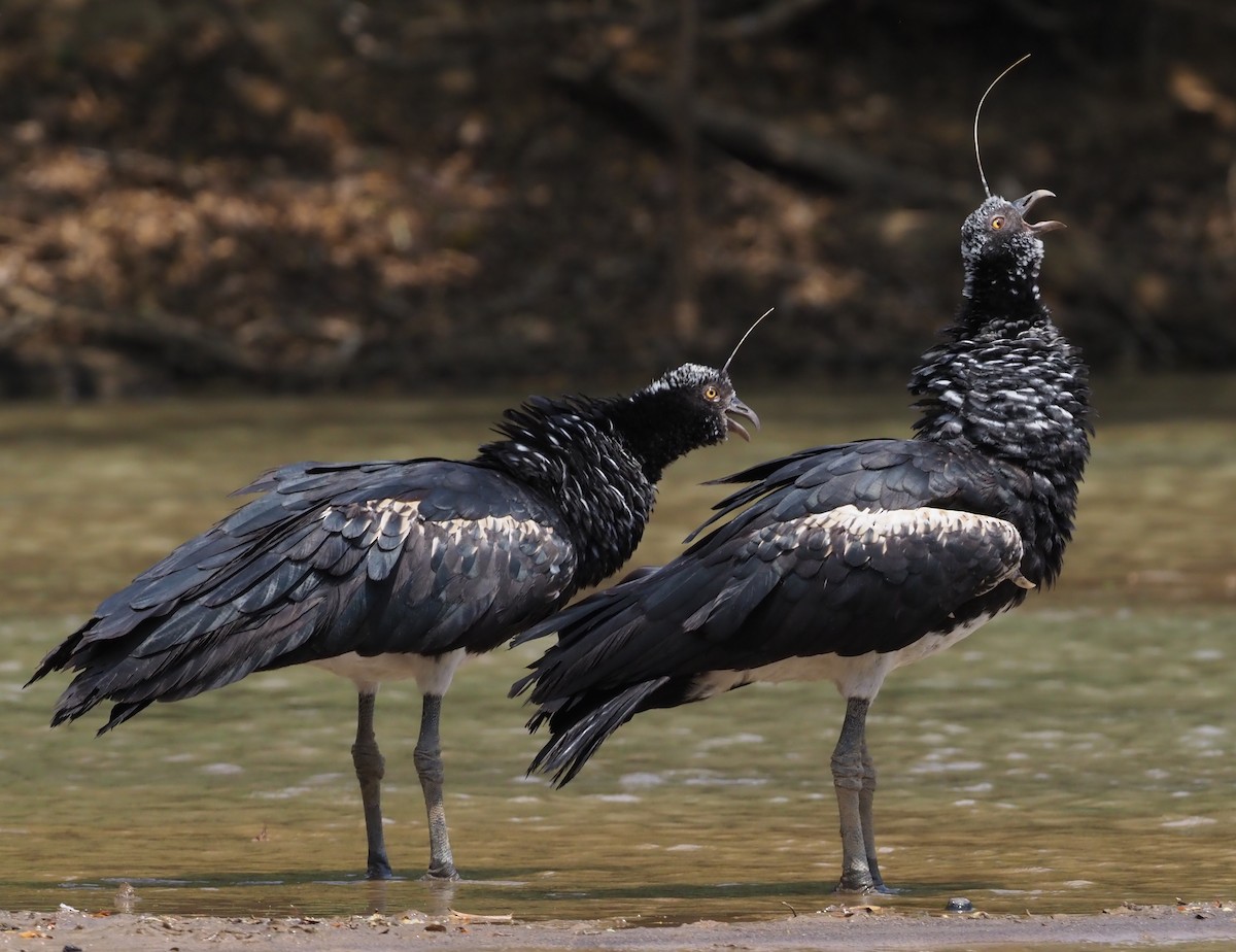 Horned Screamer - Stephan Lorenz / Rockjumper Birding Tours