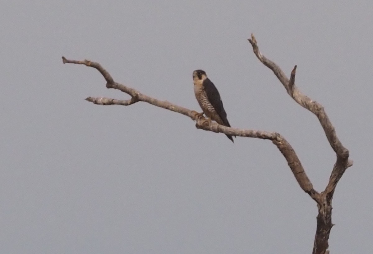 Peregrine Falcon - Stephan Lorenz