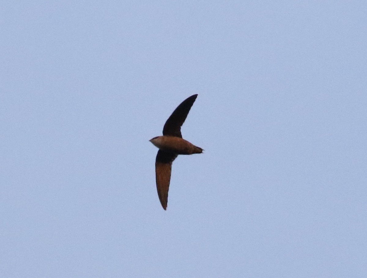 Chimney Swift - Victor Stoll