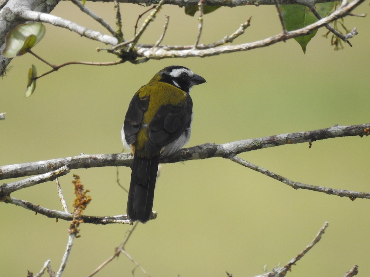 Black-winged Saltator - ML148363041