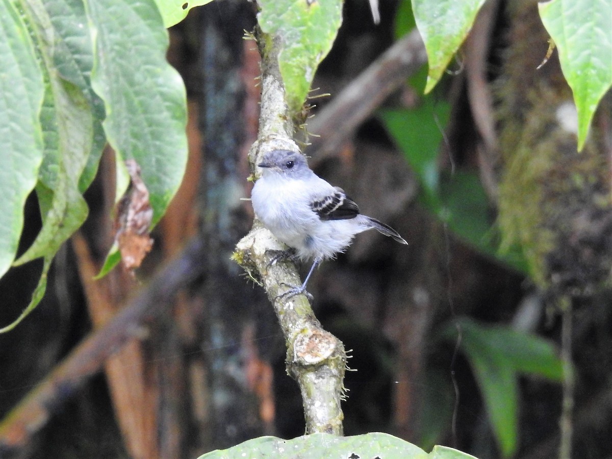 Torrent Tyrannulet - ML148363491