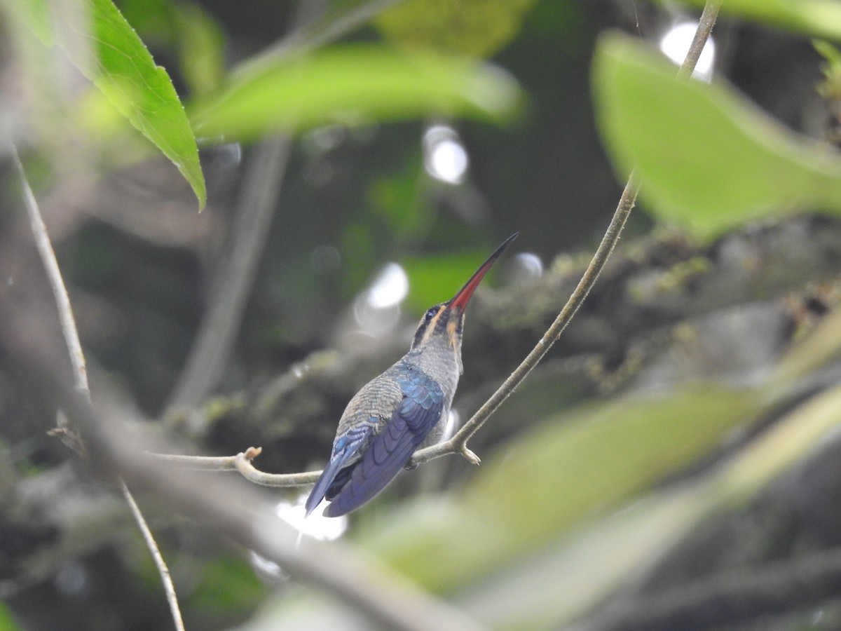 Green Hermit - ML148363551