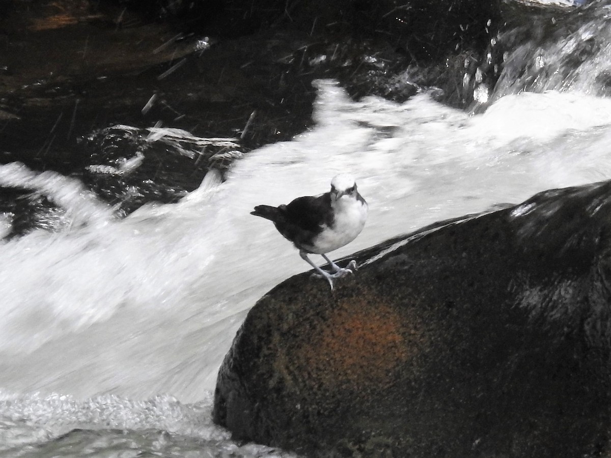 White-capped Dipper - ML148363561