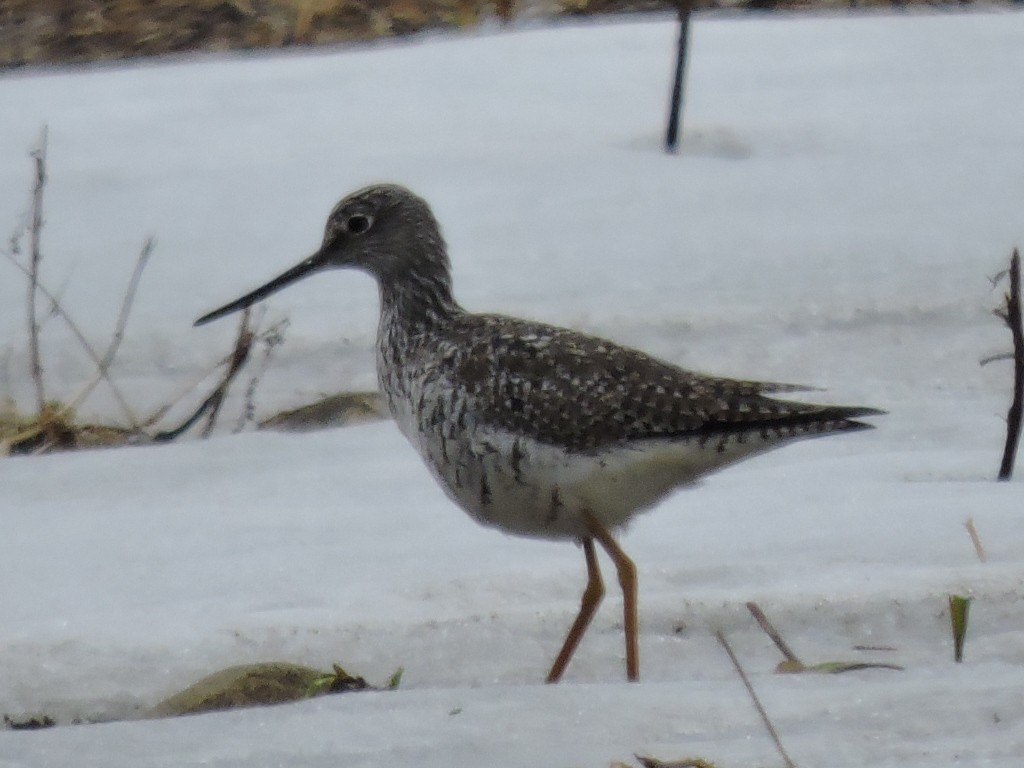 Greater Yellowlegs - Ed Hack