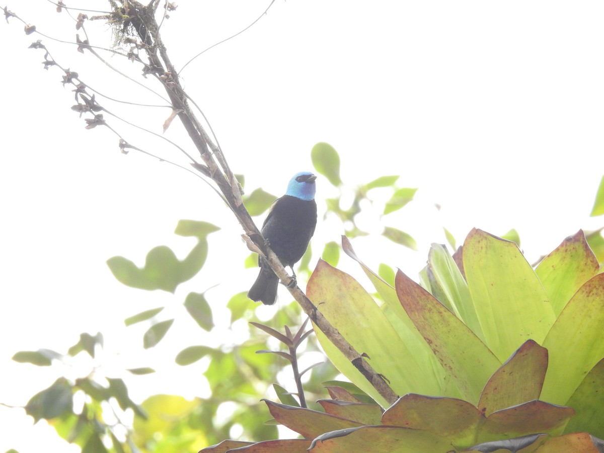 Blue-necked Tanager - ML148365061