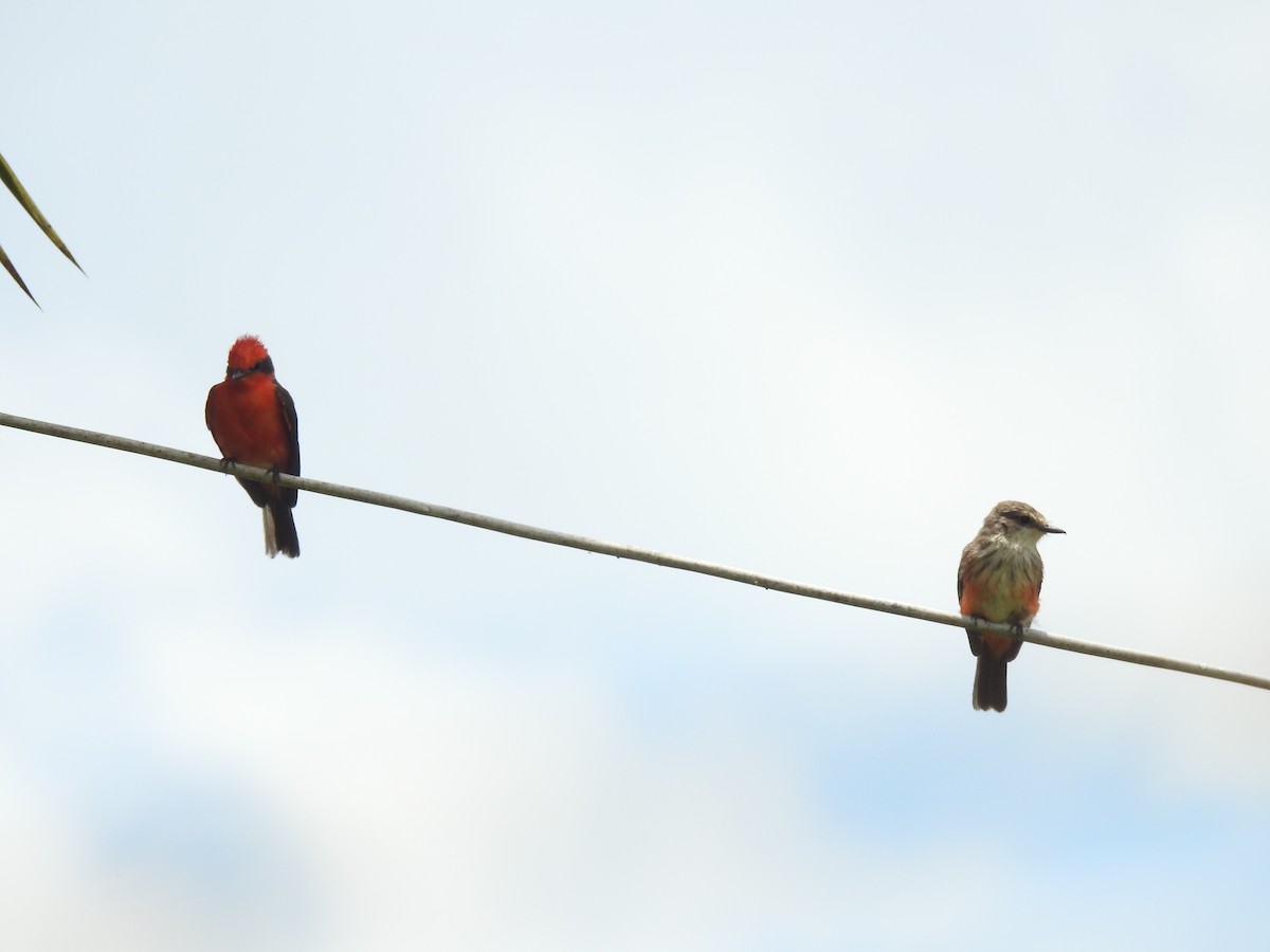 Vermilion Flycatcher - ML148365291