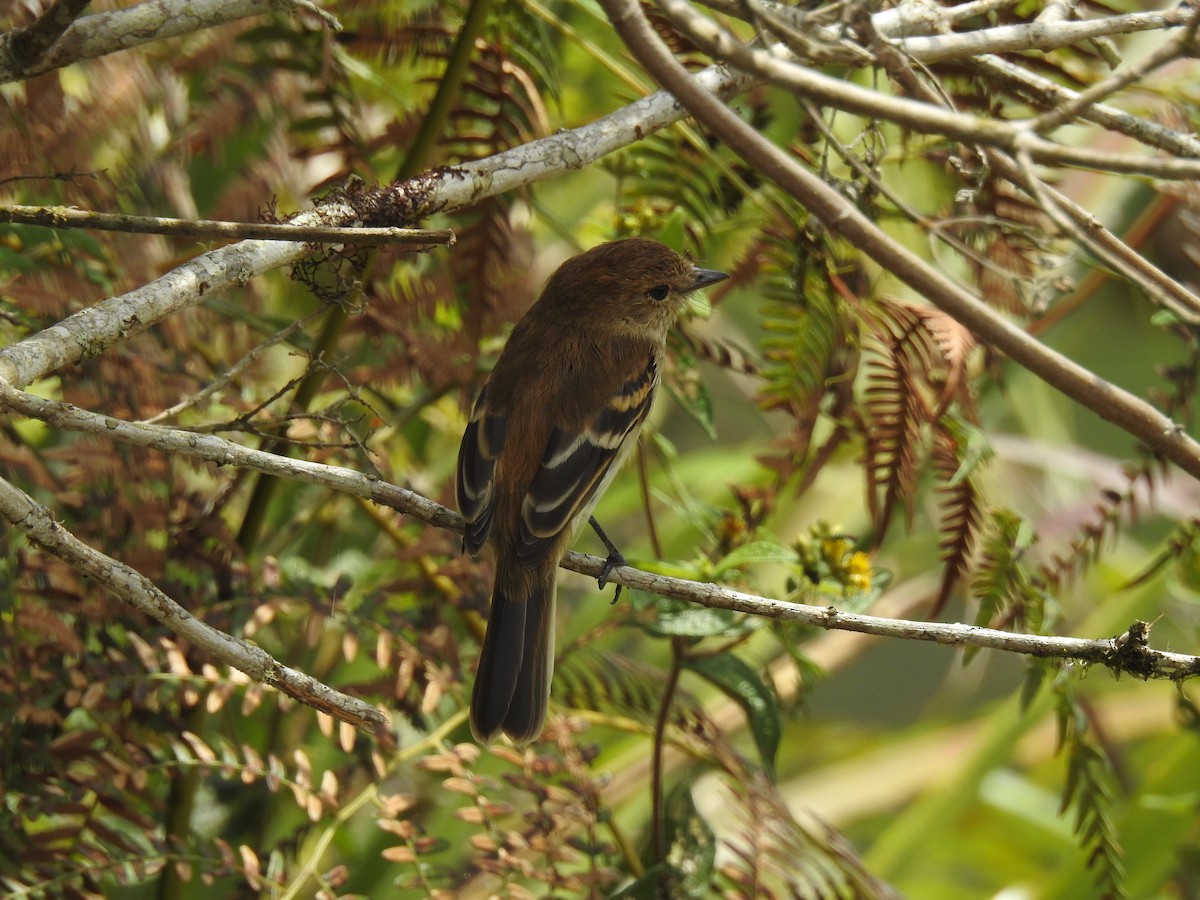Bran-colored Flycatcher - ML148366591