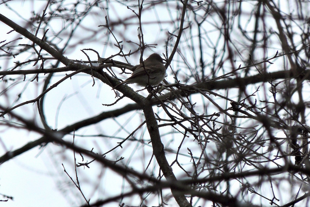 Eastern Phoebe - diane ayers