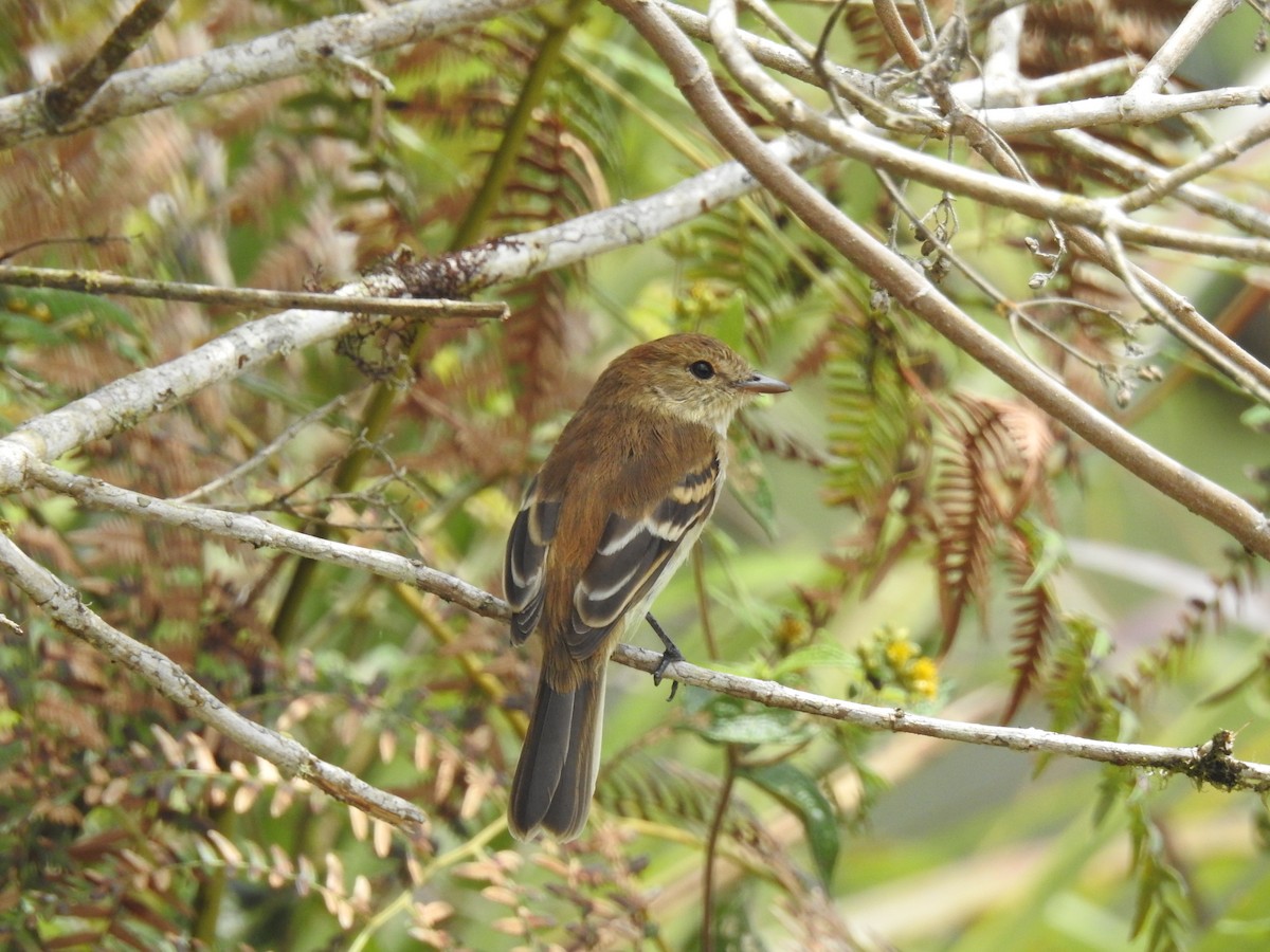 Bran-colored Flycatcher - ML148366711