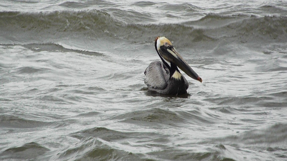 Brown Pelican - Dalea Lugo  (Lusk)