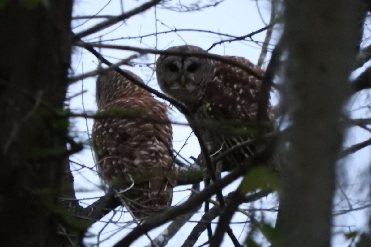 Barred Owl - Milton Hobbs