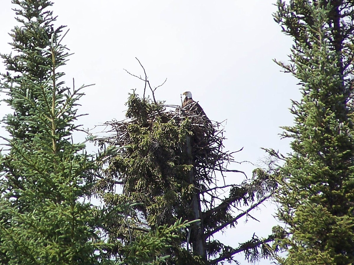 Bald Eagle - Louis Imbeau