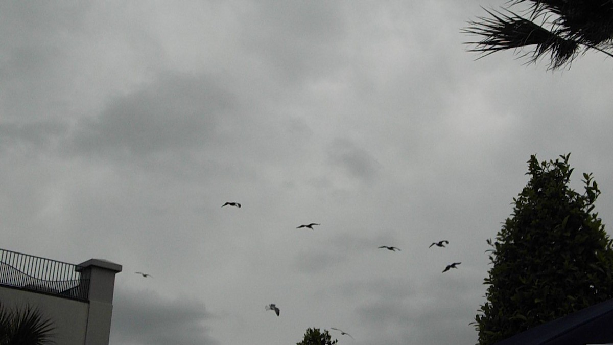 Brown Pelican - Dalea Lugo  (Lusk)