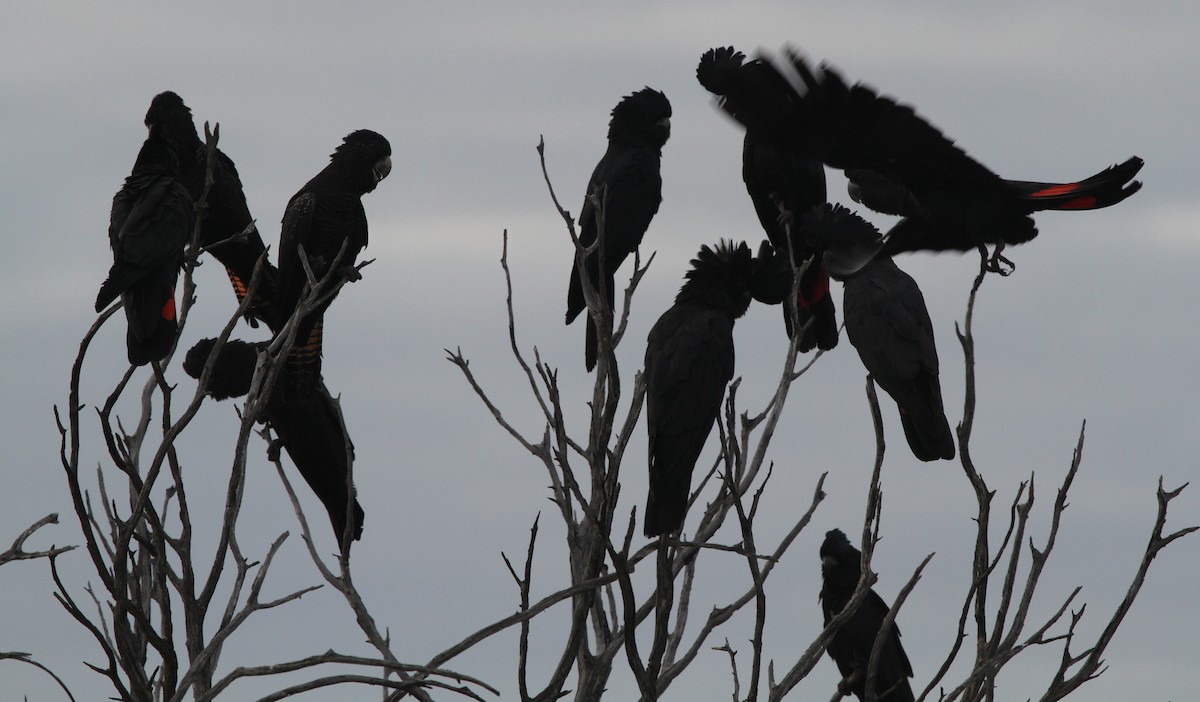 Red-tailed Black-Cockatoo - ML148370521