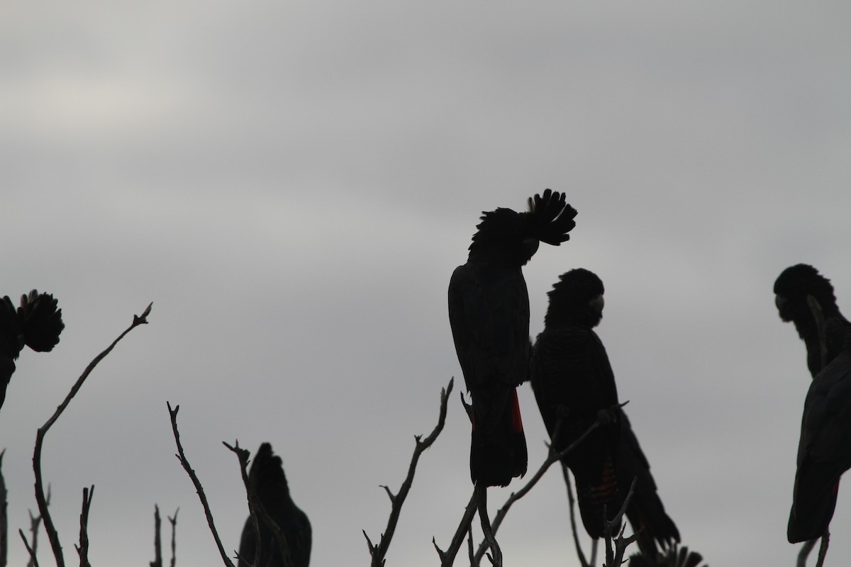 Red-tailed Black-Cockatoo - ML148370581