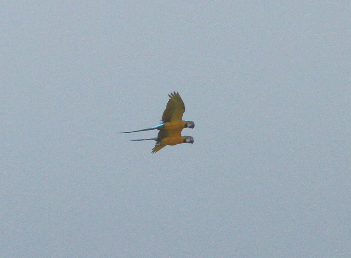 Blue-and-yellow Macaw - ML148371071
