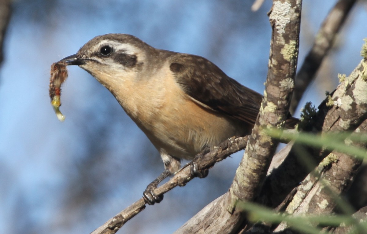 Black-eared Cuckoo - ML148371221