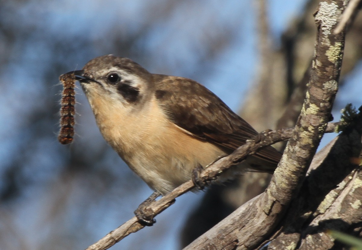 Black-eared Cuckoo - ML148371231