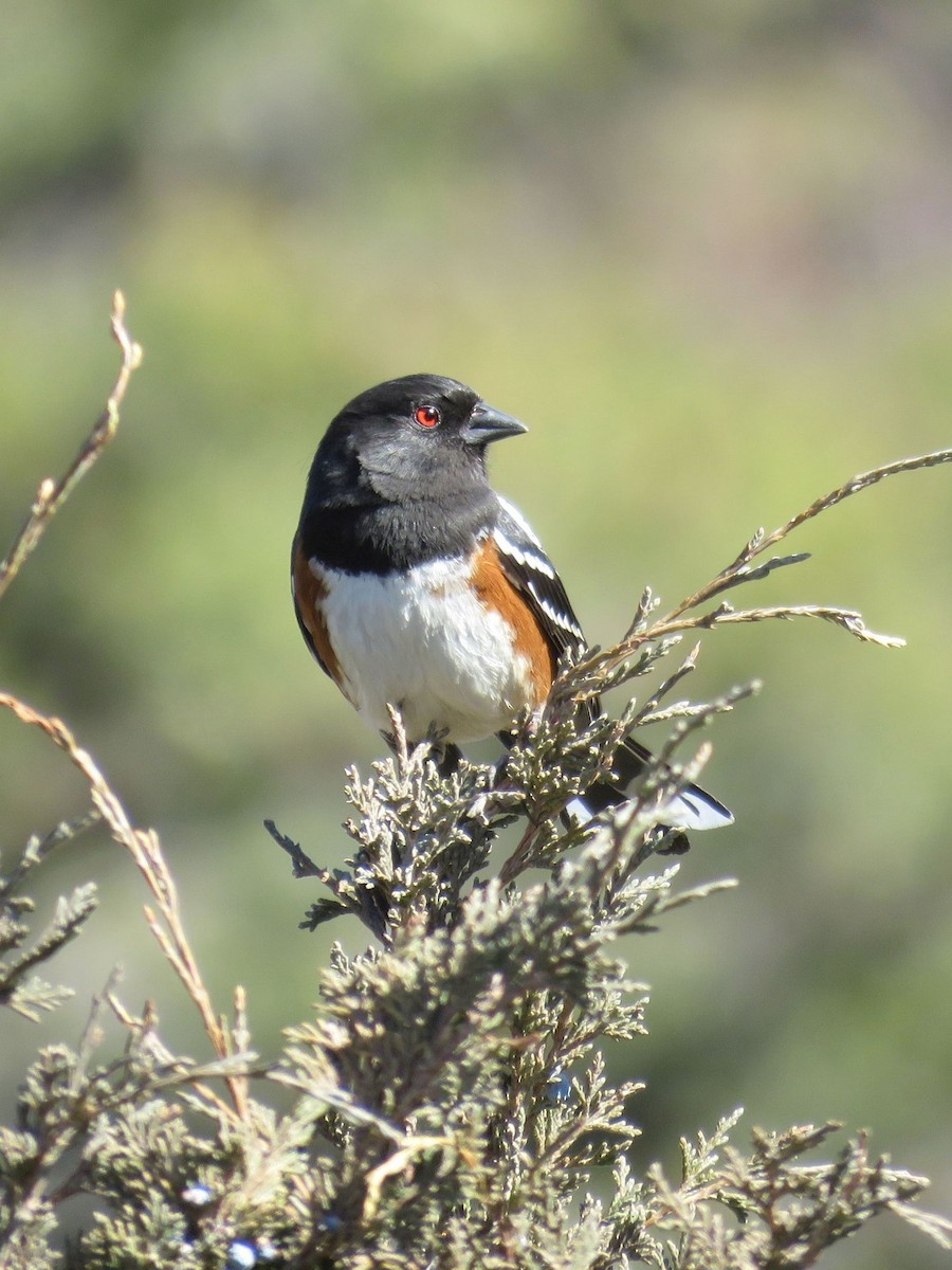 Spotted Towhee - ML148372081