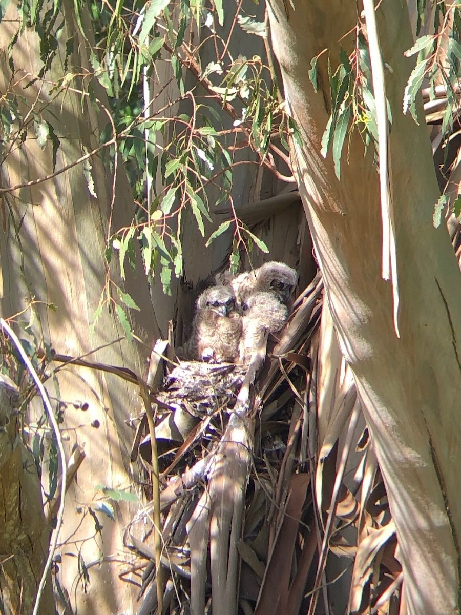 Great Horned Owl - ML148373381
