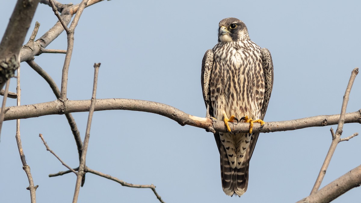 Peregrine Falcon - Todd Kiraly