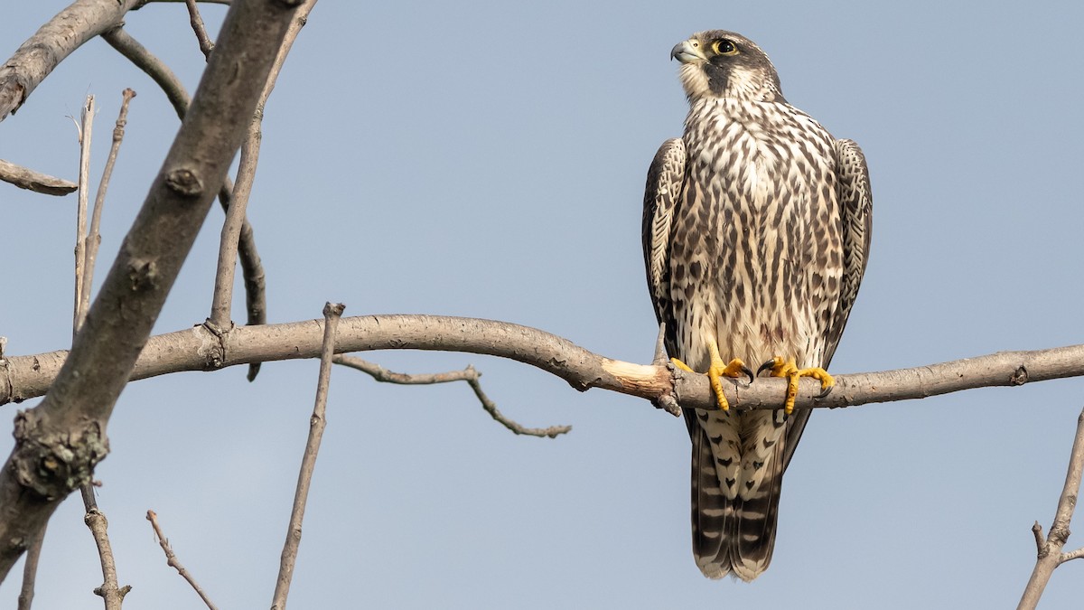 Peregrine Falcon - Todd Kiraly