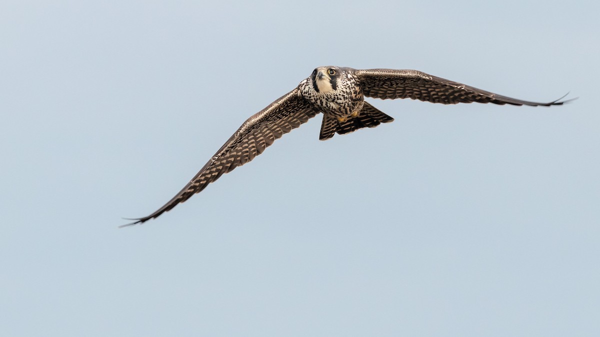 Peregrine Falcon - Todd Kiraly