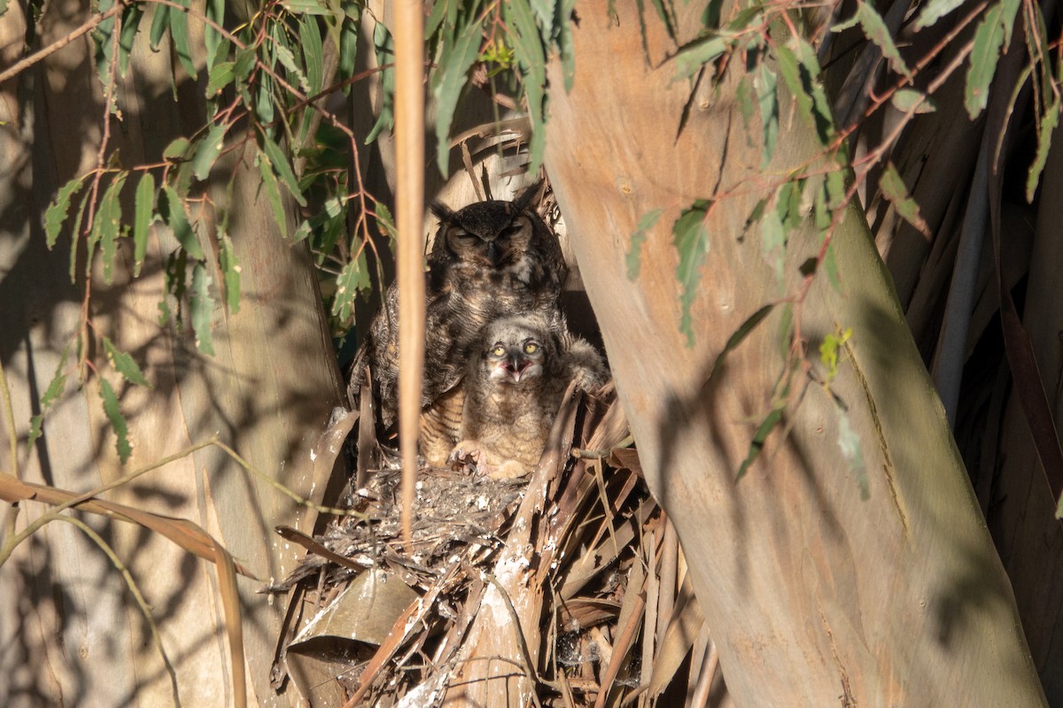 Great Horned Owl - ML148375461