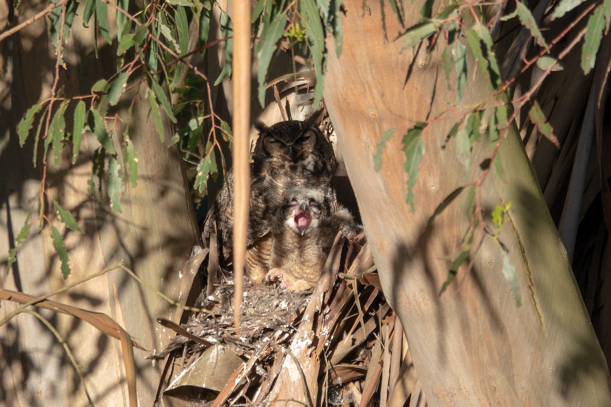 Great Horned Owl - ML148375471