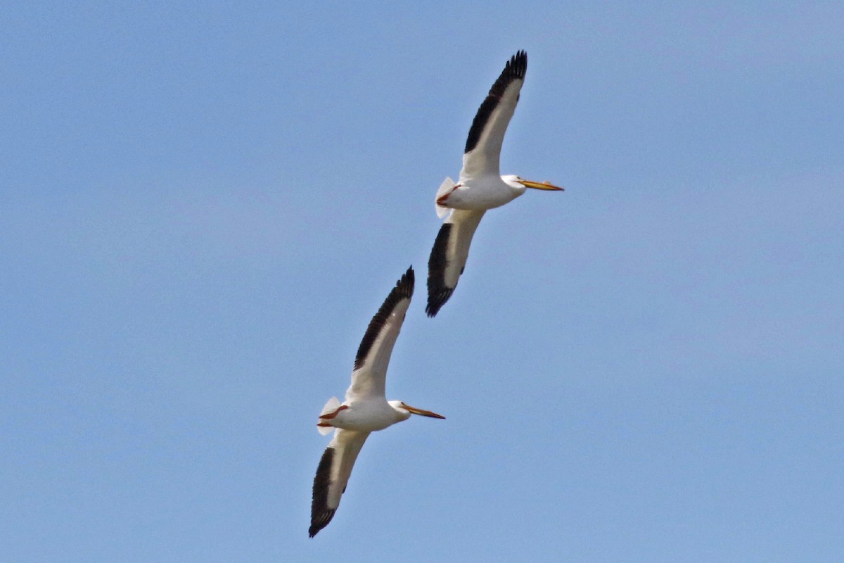 American White Pelican - ML148375931